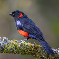 Scarlet-bellied Mountain-Tanager